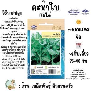 คะน้าใบ CT/OP-009 ผักซอง เจียไต๋ คะน้า เมล็ดพันธุ์ผัก เมล็ดผัก เมล็ดพืช ผักสวนครัว ประมาณ 2260 เมล็ด