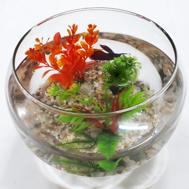 B%E1%BB%83%20C%C3%A1%20Tr%C3%B2n%20L%E1%BB%9Bn%20-%20H%E1%BB%93%20C%C3%A1%20%C4%90%E1%BB%83%20B%C3%A0n%20-%20Ch%E1%BA%ADu%20C%C3%A1%20Th%E1%BB%A7y%20Tinh%20HT-1%2025x25x17%20-%20Image%203