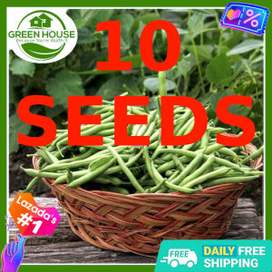 Green House® - Baguio Beans Patig Seeds for Planting Vegetable Plants (25 Seed) incl. Planting Instruction Snap Bean
