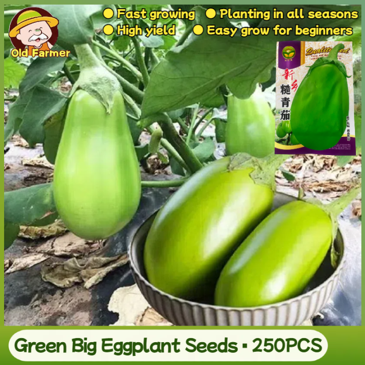 เมล็ดพันธุ์มะเขือยาวสีเขียว มะเขือม่วงยักษ์ F1 ปลูกง่าย