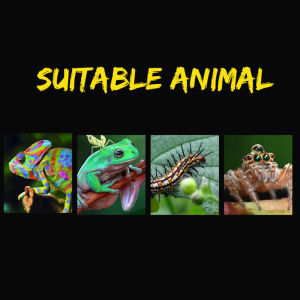 【Clementty】 Reptiles Spider Transparent Plastic Feeding Box Insect Food Feeding Container