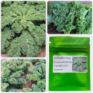 เมล็ดพันธุ์ เคลใบหงิก เวทบูล บรรจุ 300 เมล็ด ของแท้จ้า