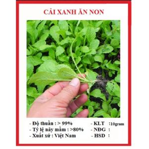 Hạt Giống Cải Xanh Ăn Non Việt Nam 100gr - Này Mầm 95% Tỷ Lệ Cao Dễ Phong Trào