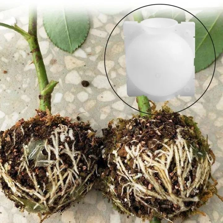 Plant%20Rooting%20Equipment%205cm/8cm/12cm%20Plant%20Rooting%20Device%20Rooting%20Growing%20Box%20Breeding%20Case%20Plant%20Rooting%20Device%20for%20Trees%20Fruit%20Plant%20Garden%20-%20Image%206