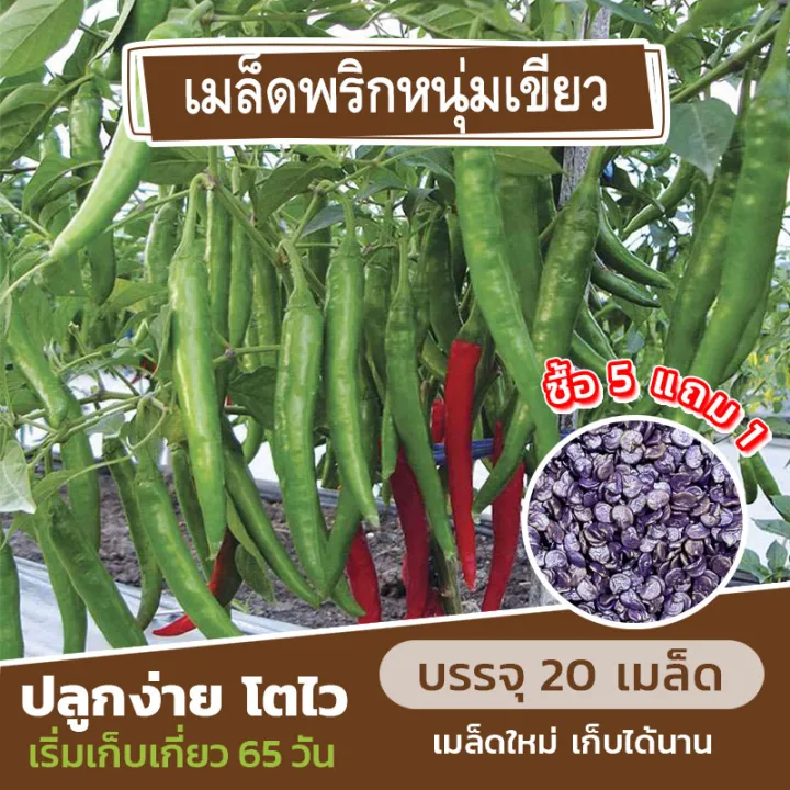เมล็ดพันธุ์พริกหนุ่มเขียว แบ่งขาย 20 เมล็ด