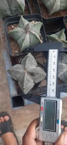 XƯƠNG RỒNG ASTRO  TRẮNG HOA VÀNG . Tặng kèm chậu nhựa nhỏ