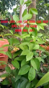 SALE SỐC 3 Chậu CÂY 69K LAN TỎI KÈM TÚI PHÂN CÂY BAO TƯƠI KHỎE