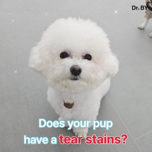 [ EYES CARE] Dog Eye Supplement for White Dogs Reduce Brown Stains & Eye Discharge Liver Support (70 Chews)