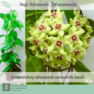 โฮย่า ฮอลคอนเนนซีล Hoya Halconensis ต้นไม้แขวนประดับ กลิ่นหอมเหมือนน้ำหอม ส่งต้นไม่ติดดอก