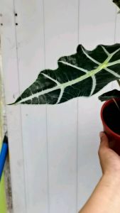 SOV real live plants pokok hidup indoor plant alocasia amozonica alocasia polly
