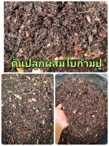 ใบก้ามปู ใบก้ามปูหมัก 5กก.