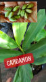 Cardamom/ Cardamon seedlings (Elettaria cardamomum) herbs and spices. 
