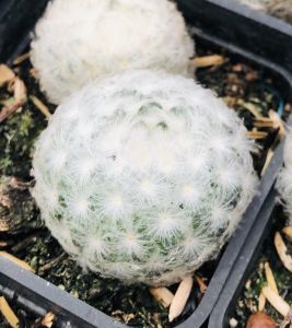 Xương rồng mami plumosa