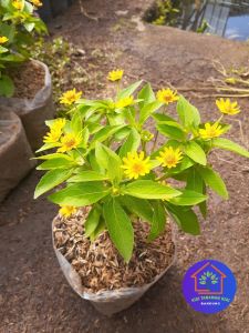 COD Bunga kolget matahari mini tanaman hias outdoor berbunga cantik tahan panas Butter daisy