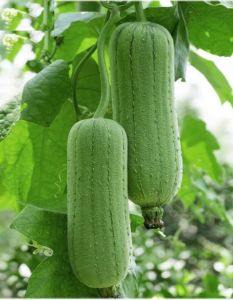 Hạt giống mướp béo Đài Loan thơm ngọt vỏ xanh cây khỏe nhiều trái ( Gói 10 Hạt ) - FlowerSeeds