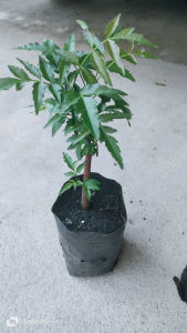Cây Sầu đâu/ Nem ấn Độ/ Cây cao tầm 30cm/ Dễ trồng/ Cây ăn lá. 3cây