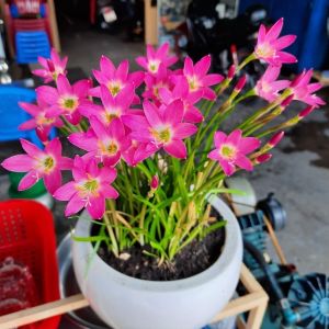 Củ hoa huệ mưa (15 củ) gieo trồng quanh năm