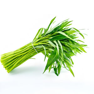 ใบกระหล่ำปลีใบใหญ่สีขาวก้านเทอร์เรียปลูกต้นสนระเบียงระเบียงสวนผลไม้ฤดูใบไม้ผลิฤดูใบไม้ผลิฤดูกาลผักผลไม้หลากหลายชนิด