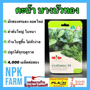 ผักซอง ศรแดง คะน้า บางบัวทอง [ จำนวน 4000 เมล็ด ] หมดอายุ 15/04/2570  เมล็ดพันธุ์ ลอตใหม่ ปลูกง่าย ลำต้นใหญ่ ใบหนา ก้านใบชูขึ้น ไม่หักง่าย npkplant