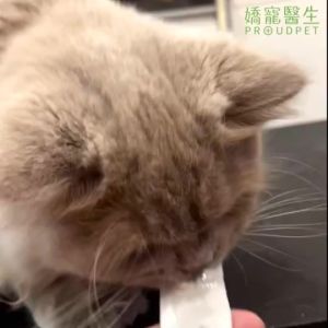 PROUDPET Premium Meat Puree for Cats & Dogs Real Meat Treat All Life Stages