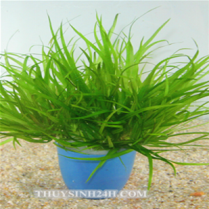 CỎ NHẬT-THỦY SINH (5 bụi)