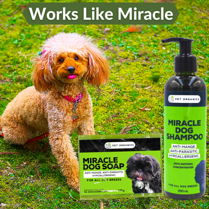 MIRACLE DOG SHAMPOO AND MIRACLE DOG SOAP, for Anti- Mange, Anti-Parasitic & Hypoallergenic, Anti Itch