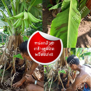 หน่อกล้วยงาช้าง 1 หน่อ เป็นหน่อขุดสด สั่งปุ๊ป ขุดส่งให้ทันที (คละไซส์ส่งนะคะ) 1-3 วันได้รับสินค้า