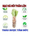 cây bạc hà núi thân lùn lá khổng lồ. 
