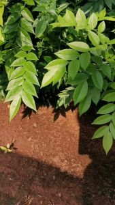 ต้นกล้า พะยูงไหหล๋ํา (1ชุด3ต้น)