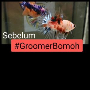 Groomerbomoh groomer velvetbomoh ubat ikan laga guppy fish medicine grooming akuarium aqua