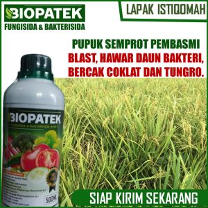 BIOPATEK 500 ML FUNGISIDA & BAKTERISIDA CEGAH DAN BASMI BLAST HAWAR DAUN BAKTERI BERCAK COKLAT DAN TUNGRO PADA TANAMAN PADI TERBAIK – OBAT BLAST HAWAR DAUN BAKTERI BERCAK COKLAT DAN TUNGRO PADA TANAMAN PADI