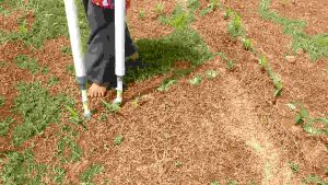 Alat Penabur Pupuk UREA & Phonska Fullset Tinggal Pakai