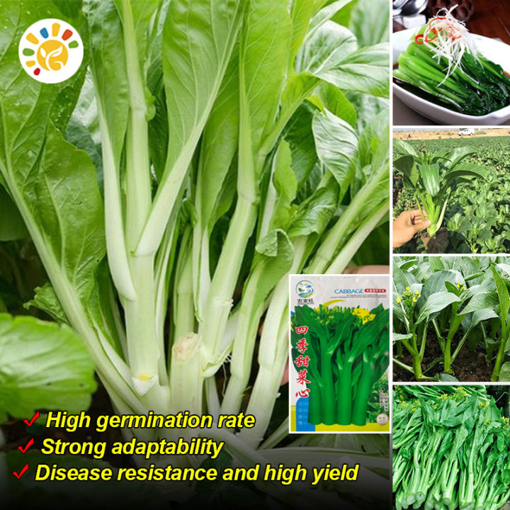 เมล็ดพันธุ์ กวางตุ้งดอก Green Choy Sum Seed Chinese Flowering Cabbage Organic Vegetable Seeds for Planting เมล็ดพันธุ์ผักกาดกวางตุ้ง ดอกช่อขจร เมล็ดพันธุ์แท้ OP เมล็ดพันธุ์ผัก ผักสวนครัว ผักออร์แกนิก พันธุ์ผัก เมล็ดผัก ปลูกได้ตลอดปี (600 เมล็ด/ซอง)