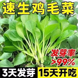 Four-season seed collection of chicken feather cabbage 500pcs速长鸡毛菜种子 四季种子大全small Chinese cabbage and small rape fresh vegetable seeds小白菜小油菜新鲜蔬菜籽
