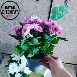 [ KRISAN POT JUMBO ] Tanaman Hias Hidup Bunga Krisan Aster Tanaman Bunga Hidup Seruni 1 POT BUNGA ASTER WARNA WARNI BUNGA ASTER MURAH BUNGA ASTER HIDUP BUNGA ASTER BATIK BUNGA ASTER MERAH BUNGA ASTER TANAMAN SERUNI KRISAN ASTER 6 POHON SUPER GRADE A