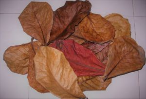 Combo từ 1-50 lá bàng khô tự nhiên giúp cá giảm stress dưỡng cá chăm sóc thú cưng