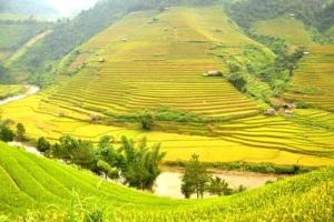 Tranh ruộng bậc thang - tranh gạch 3d ruộng bậc thang - SCVV74