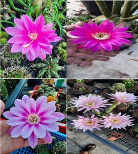 Xương Rồng Echino hoa To Xổ số - Có tặng kèm chậu nhựa nhỏ