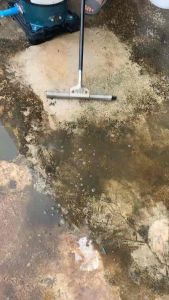 1 แถม 1 ผงกำจัดตะไคร่น้ำ ขจัดง่ายแค่เทราด แบบไม่เปลืองแรงขัด คาบตะไคร่ฝังลึก - กระจุดพื้นฐาน พื้นที่ผ่านสกุลเงิน!