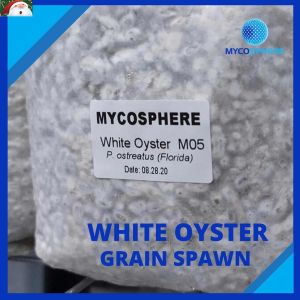 White Oyster - Mushroom Spawn / Binhi ng Kabute (1Liter/800g) - Mushroom Seeds.*