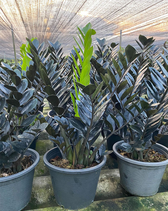 กวักมรกตดำ กระถาง 8 นิ้ว ฟอร์มกอใหญ่ ไม้ฟอกอากาศ