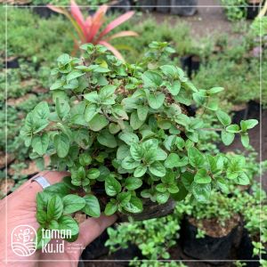Bibit Tanaman Oregano Daun oregano Bukan biji benih oregano