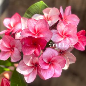 ต้นลีลาวดี ต้นลั่นทม สายพันธุ์ “เกล็ดทับทิม” สีชมพูเข้มขอบขาว ดอกใหญ่ มีกลิ่นหอมอ่อน กิ่งชำสูง 60-70 เซนติเมตร ในกระถาง 6 นิ้ว (ส่งแบบถอดกระถาง ห่อตุ้มราก)