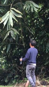 PISAU BULUH JAPAN STEEL SARONG No.1 14