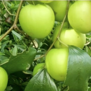 Pokok Bidara Epal/Bidara Siam