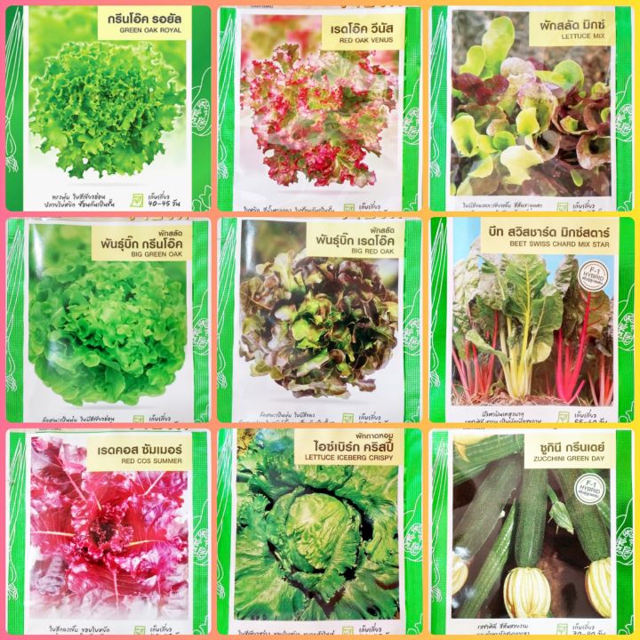 เมล็ดพันธุ์ผักสลัดรวม เจียไต๋ กรีนโอ๊ค เรดโอ๊ค