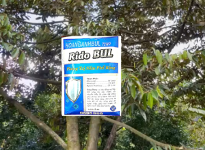 Rido Bul – Giải pháp hỗ trợ kiểm soát nấm bệnh và phát triển xanh tốt cho cây trồng