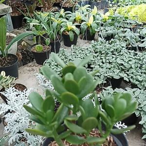 TANAMAN HIAS JADE PLANT crassula ovata tanaman hoki