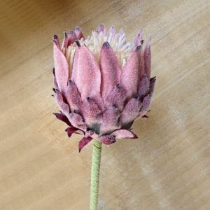 SHIRUI Large Size Artificial Flower Lifelike Multicolor King Protea Flower Creative DIY Faux Flower Bouquet Home Decoration