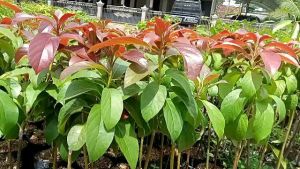 Bibit Alpukat Red Vietnam: Hasil Okulasi Cepat Berbuah